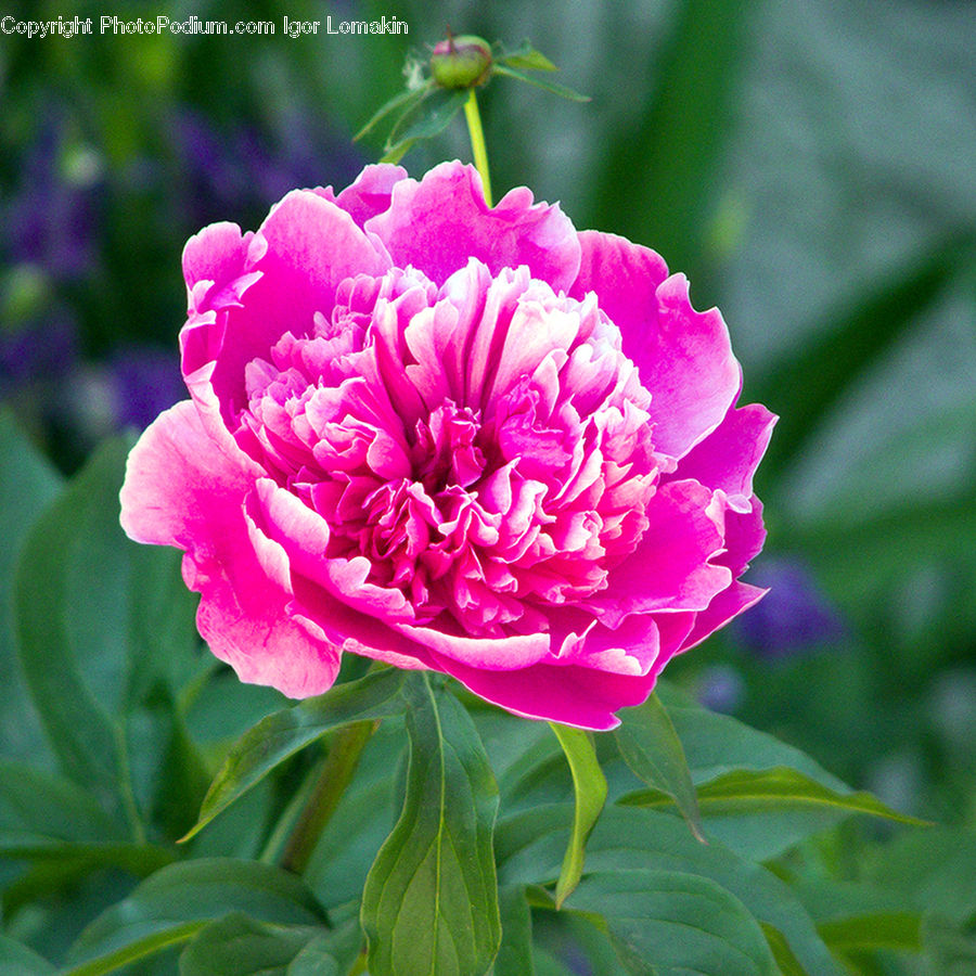 Blossom, Flower, Peony, Plant, Carnation, Flora, Geranium
