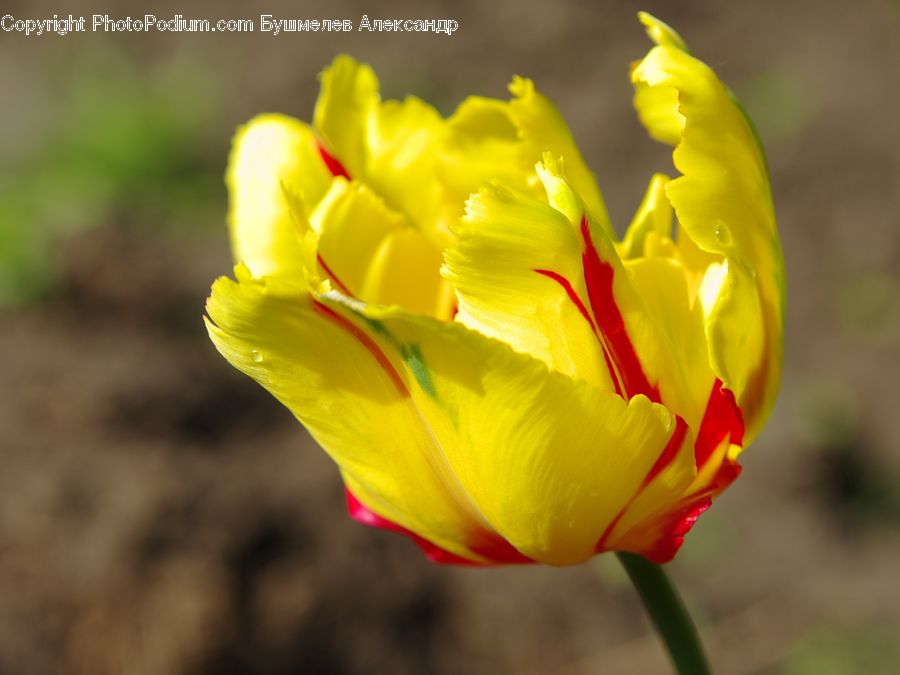 Blossom, Flora, Flower, Plant, Tulip, Crocus, Gladiolus