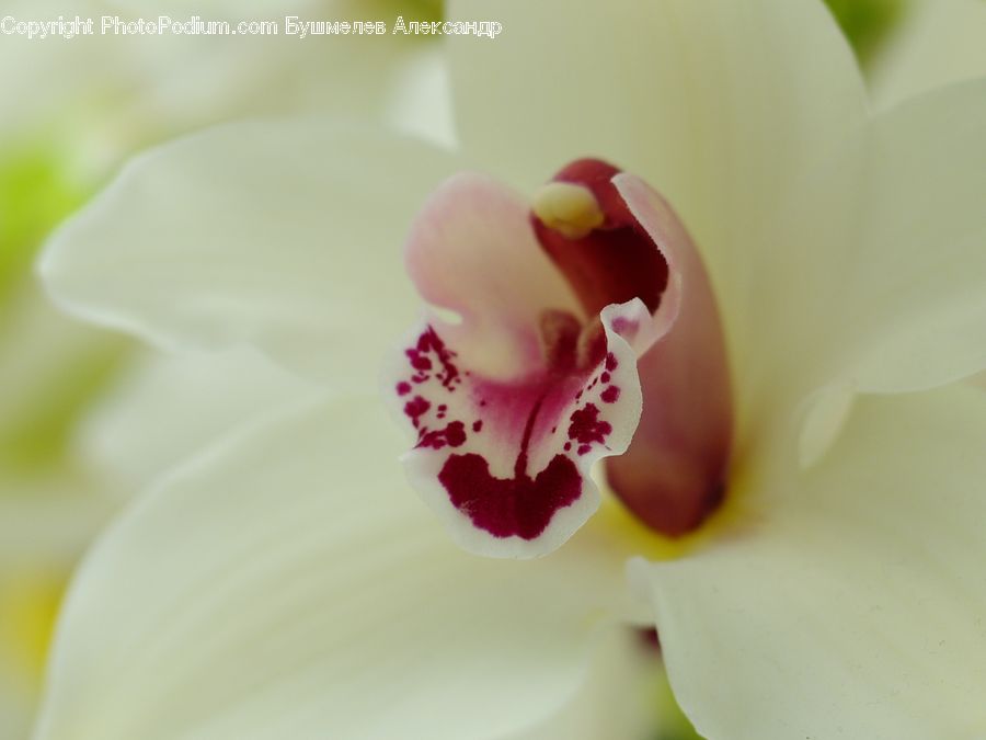 Flora, Flower, Gladiolus, Plant, Blossom, Anther, Petal