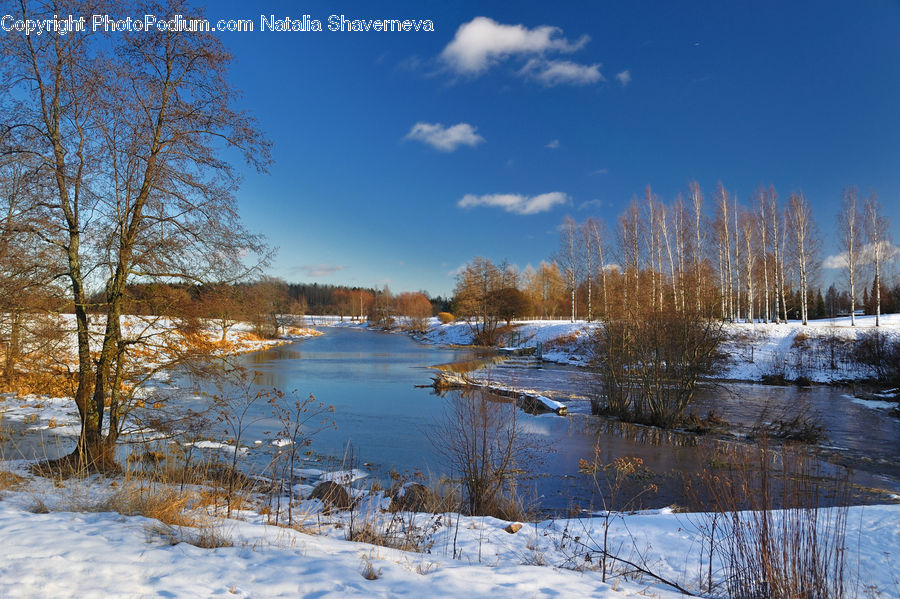Land, Marsh, Pond, Swamp, Water, Outdoors, Birch