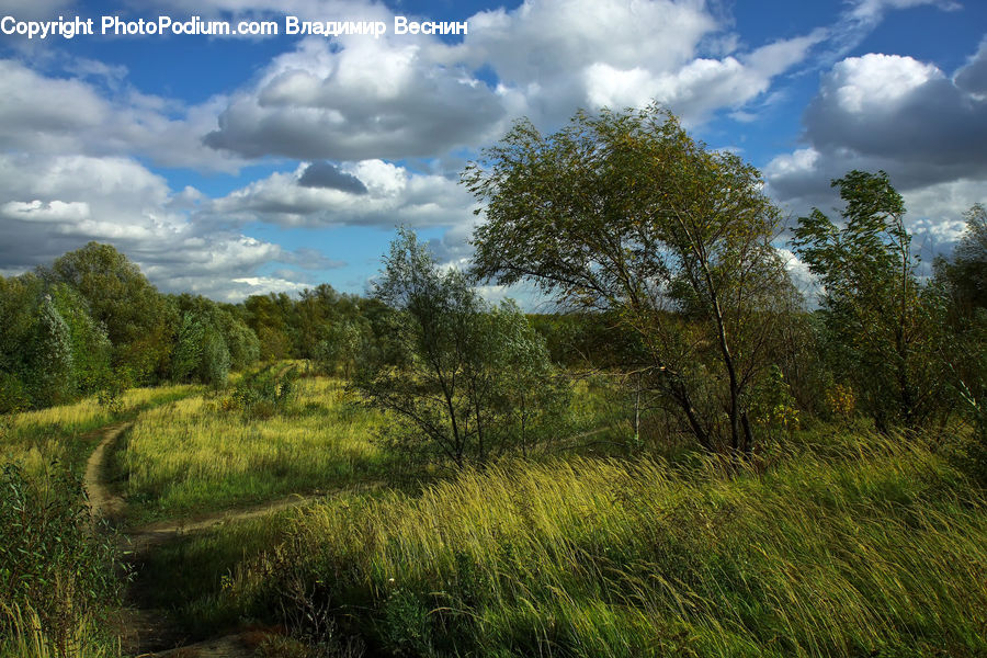Field, Grass, Grassland, Land, Outdoors, Cloud, Cumulus