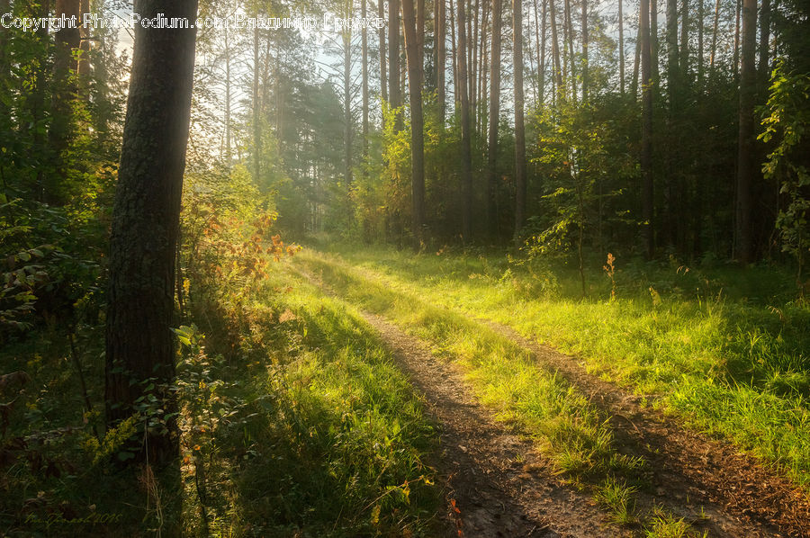 Dirt Road, Gravel, Road, Forest, Vegetation, Path, Walkway