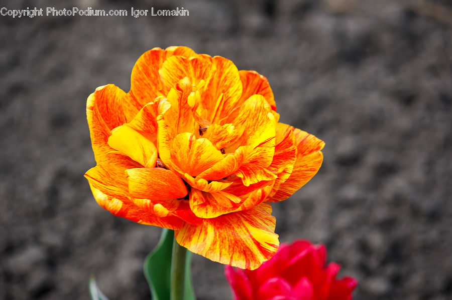 Blossom, Crocus, Flora, Flower, Plant, Tulip, Asteraceae