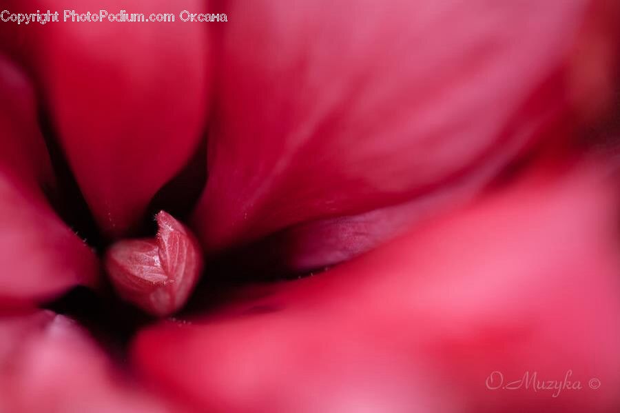 Blossom, Flora, Flower, Geranium, Plant, Carnation, Dahlia