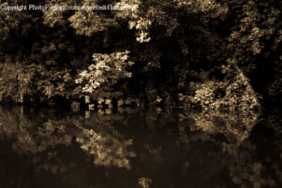 Forest, Vegetation, Blossom, Flora, Flower, Plant, Conifer