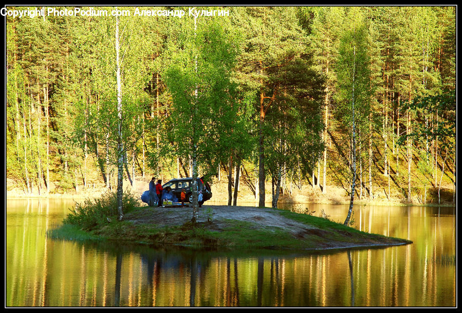 Land, Marsh, Pond, Swamp, Water, Plant, Tree