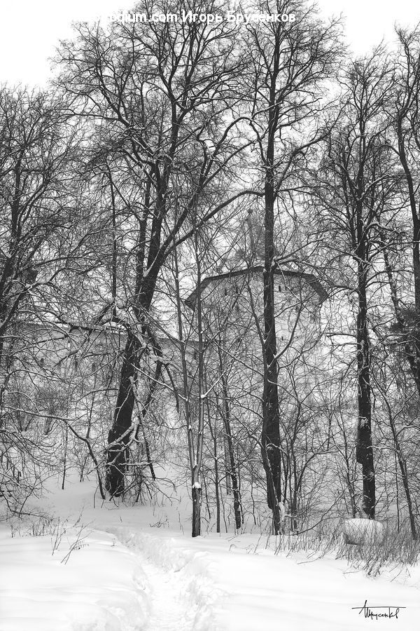 Ice, Outdoors, Snow, Forest, Vegetation, Plant, Tree