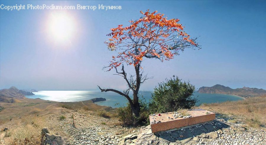 Bench, Plant, Tree, Soil, Bunker, Cabin, Hut
