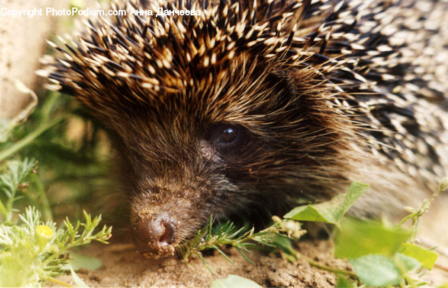 Animal, Hedgehog, Mammal, Porcupine, Rodent, Moss, Plant