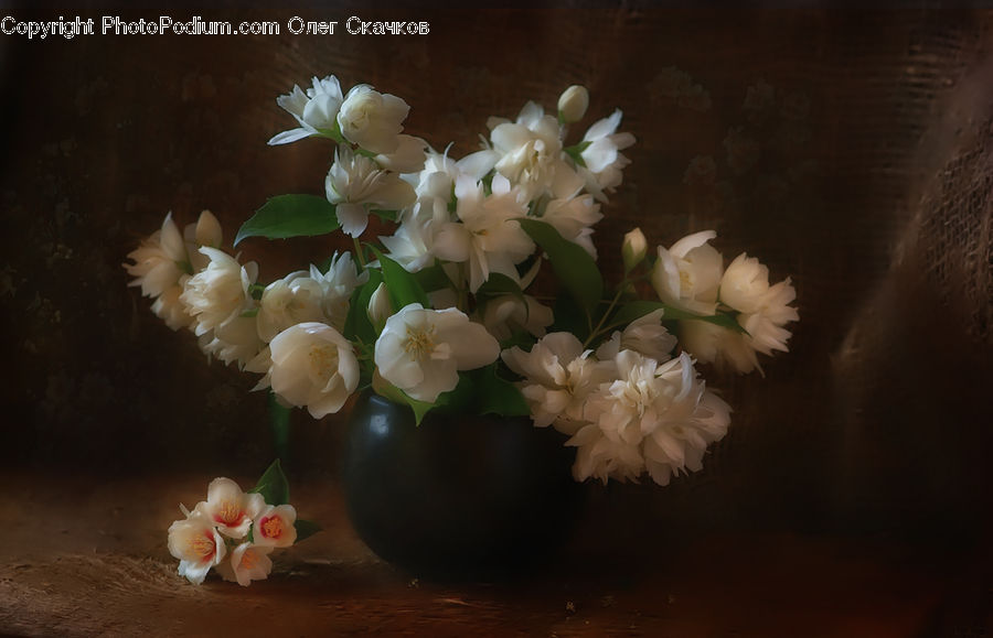 Blossom, Flora, Flower, Plant, Peony, Flower Arrangement, Flower Bouquet