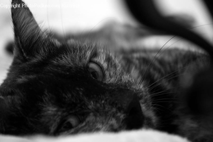 Animal, Adorable
