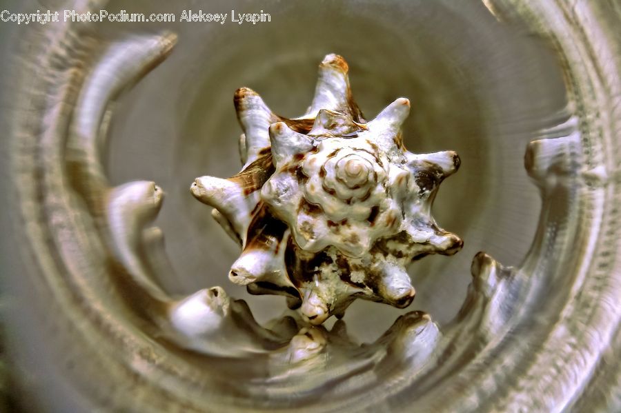 Conch, Invertebrate, Sea Life, Seashell, Emblem, Logo, Clam