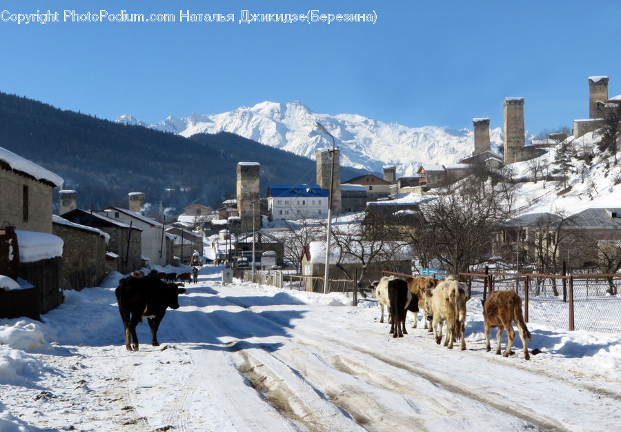 Alps, Crest, Mountain, Peak, Animal, Cattle, Cow