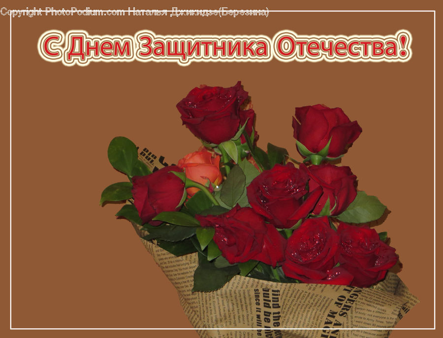 Blossom, Flower, Plant, Rose, Floral Design, Flower Arrangement, Flower Bouquet