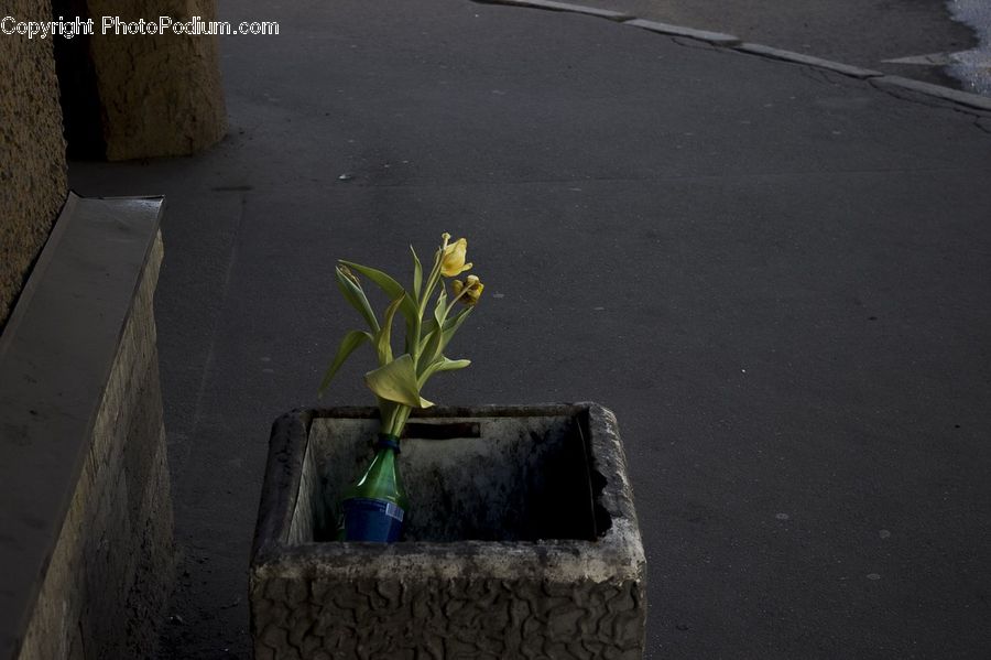 Plant, Potted Plant, Pot, Pottery, Jar, Porcelain, Vase