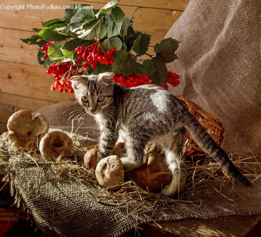 Plant, Potted Plant, Animal, Cat, Mammal, Pet, Kitten