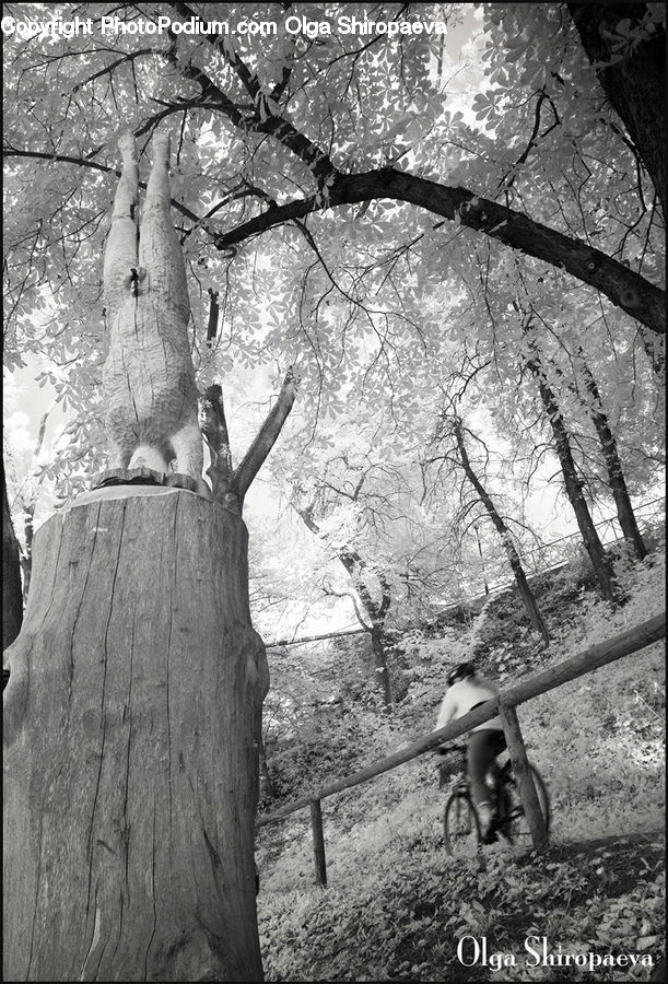 Oak, Tree, Wood, Plant, Bicycle, Bike, Mountain Bike