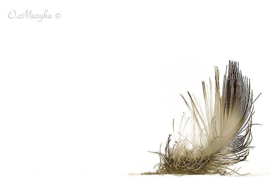 Grain, Grass, Plant, Wheat, Field, Grassland, Reed