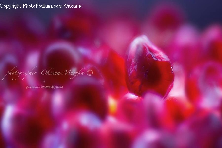 Blossom, Flora, Flower, Plant, Tulip, Pollen, Petal