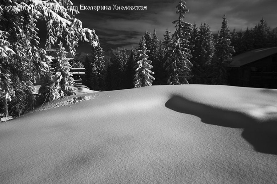 Conifer, Fir, Plant, Tree, Ice, Outdoors, Snow