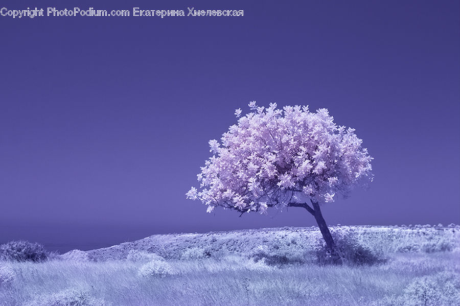 Plant, Tree, Blossom, Flora, Flower, Cherry Blossom, Landscape