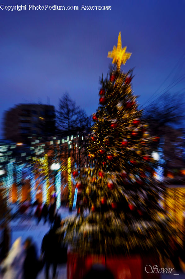 Conifer, Fir, Plant, Tree, Building, City, High Rise