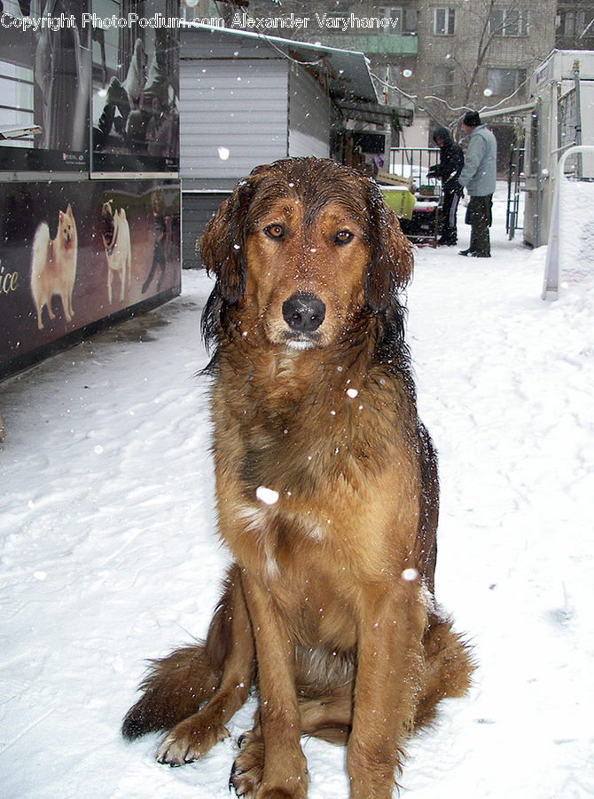 Animal, Canine, Dog, Mammal, Pet, Puppy, Collie