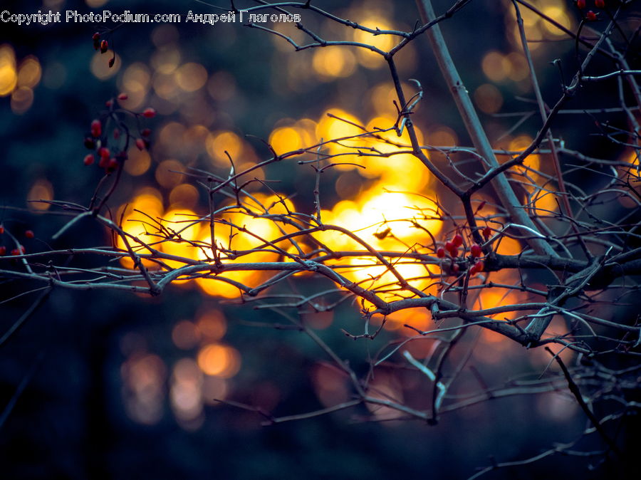 People, Person, Human, Wire, Fruit, Persimmon, Plant