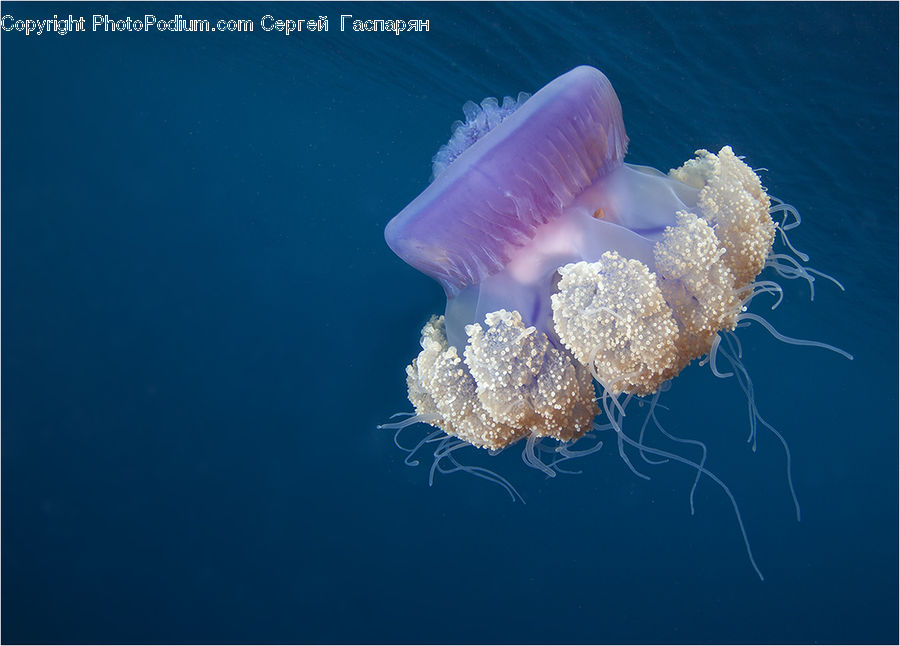 Invertebrate, Jellyfish, Sea Life, Coral Reef, Outdoors, Reef, Sea