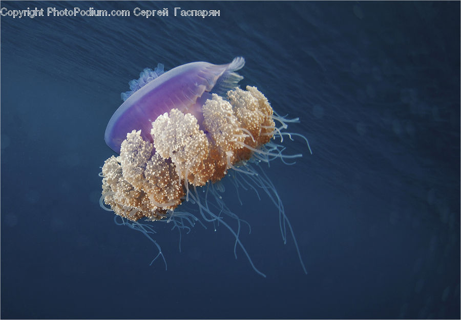 Invertebrate, Jellyfish, Sea Life, Coral Reef, Outdoors, Reef, Sea