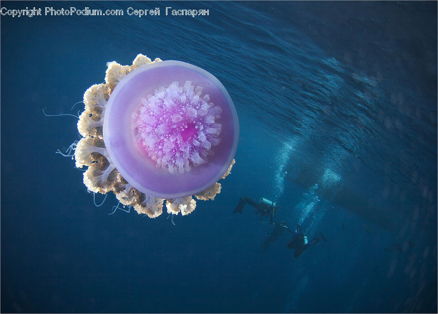 Invertebrate, Jellyfish, Sea Life, Coral Reef, Outdoors, Reef, Sea