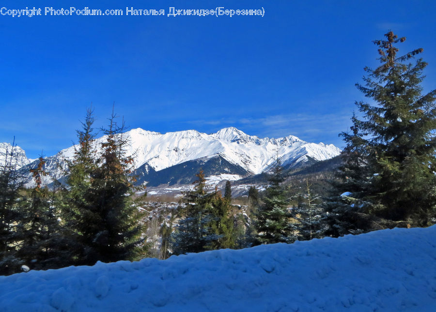Conifer, Fir, Plant, Tree, Crest, Mountain, Outdoors