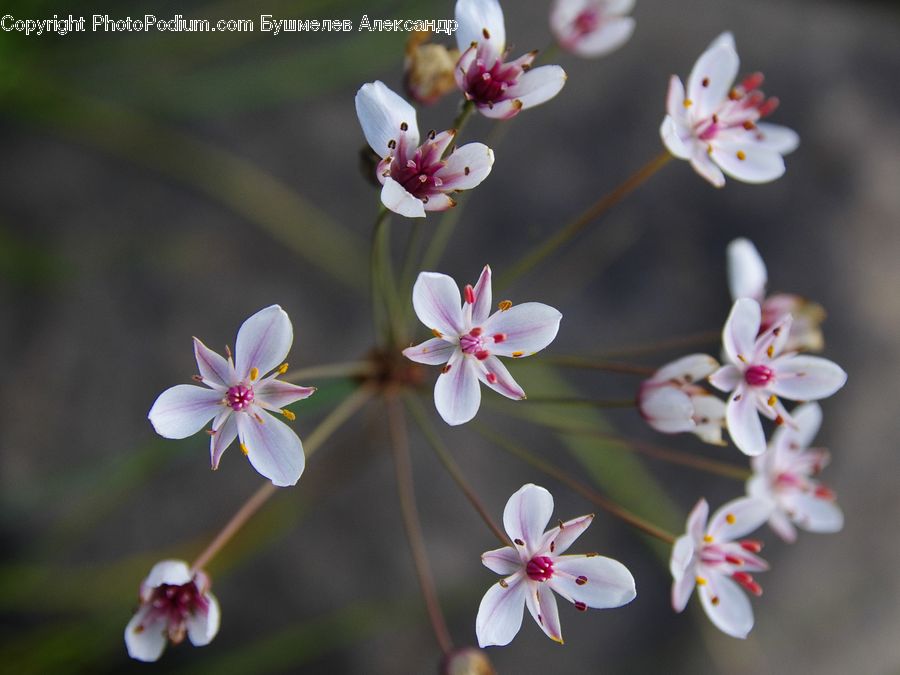 Blossom, Flora, Flower, Plant, Geranium, Aquilegia, Lily