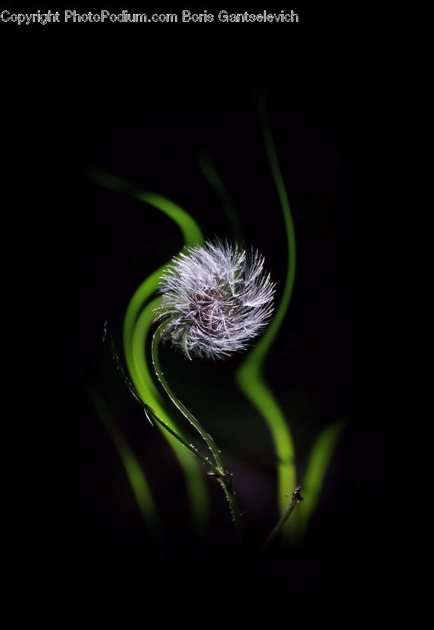 Dandelion, Flower, Plant, Blossom, Flora, Field, Grass