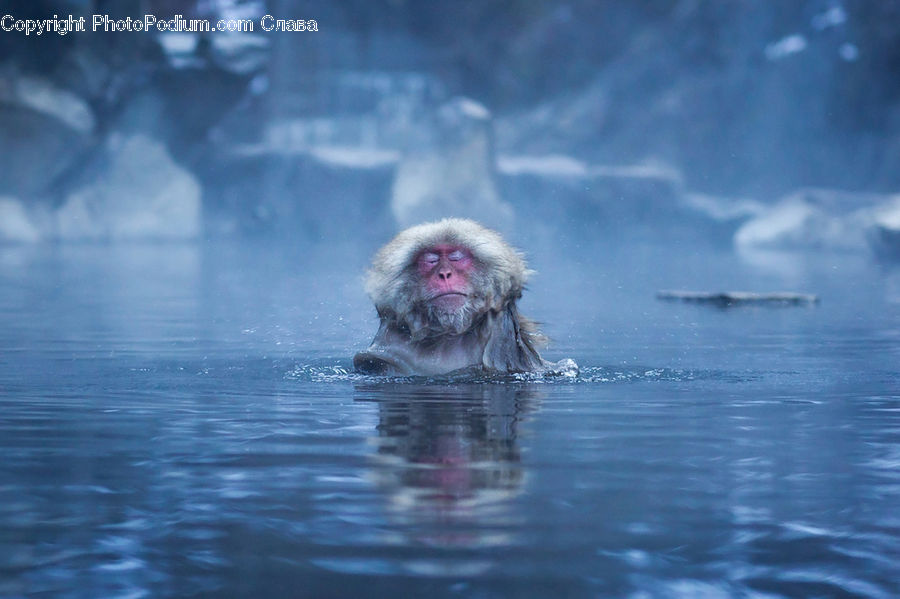 Animal, Mammal, Monkey, Head, Portrait