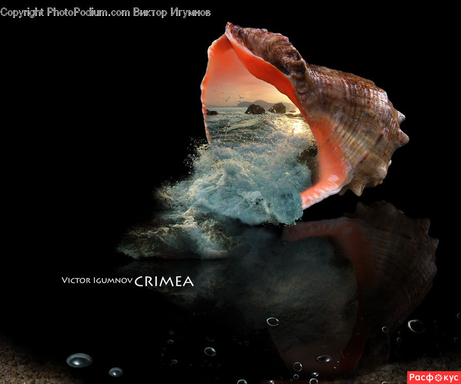 Conch, Invertebrate, Sea Life, Seashell, Crystal, Food, Outdoors