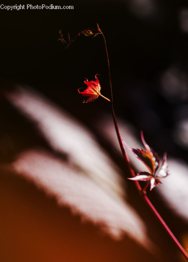 People, Person, Human, Blossom, Flora, Flower, Geranium