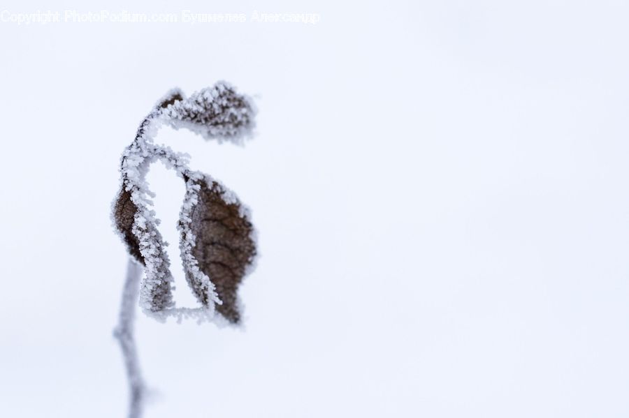 Frost, Ice, Outdoors, Snow