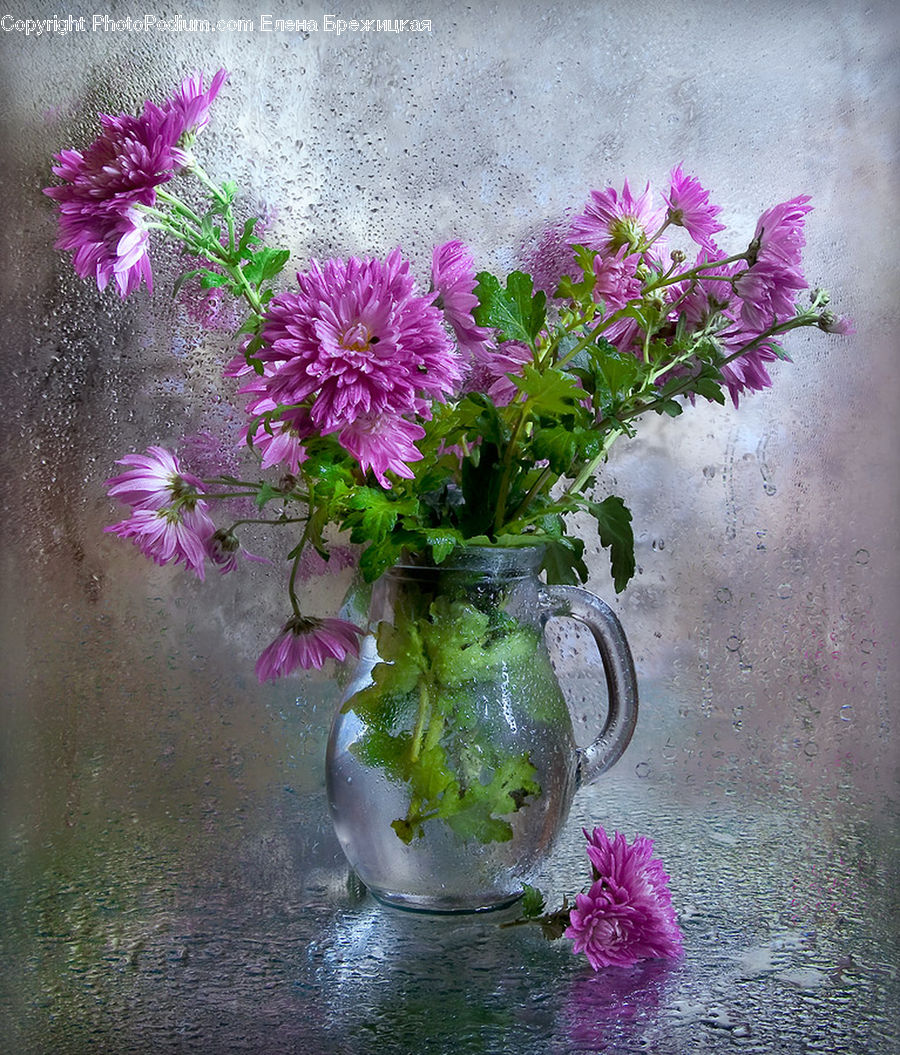 Plant, Potted Plant, Blossom, Flower, Lilac, Outdoors, Pond