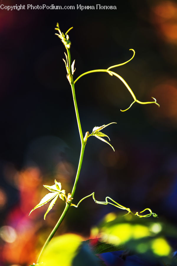 People, Person, Human, Fire, Flame, Blossom, Flora