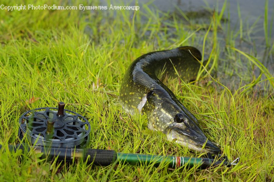 Alligator, Crocodile, Reptile