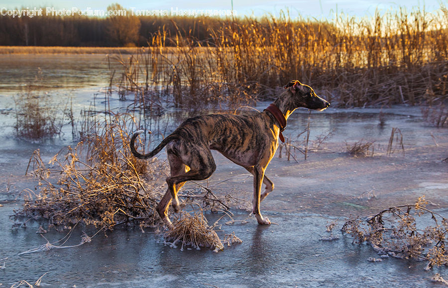 Animal, Canine, Coyote, Grey Fox, Mammal, Red Wolf, Dog