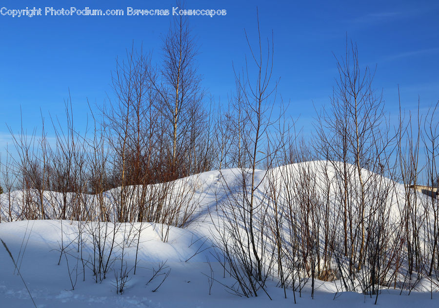 Field, Grass, Grassland, Plant, Reed, Birch, Tree
