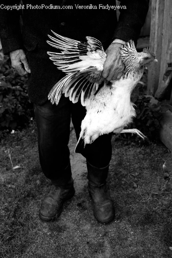 Bird, Pigeon, Asphalt, Tarmac, Soil