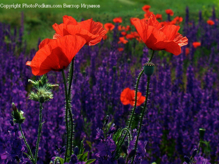 Blossom, Flora, Flower, Plant, Poppy, Geranium, Lavender