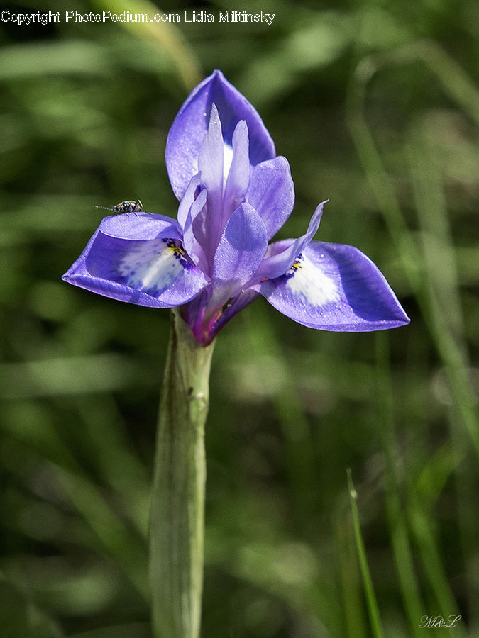 Flora, Flower, Iris, Plant, Blossom, Violet, Crocus