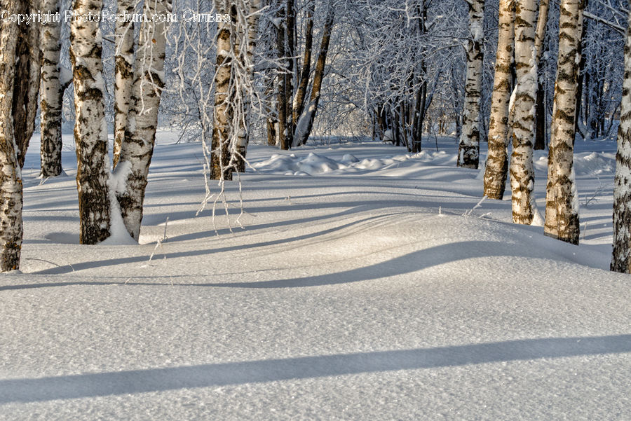 Birch, Tree, Wood, Ice, Outdoors, Snow, Forest