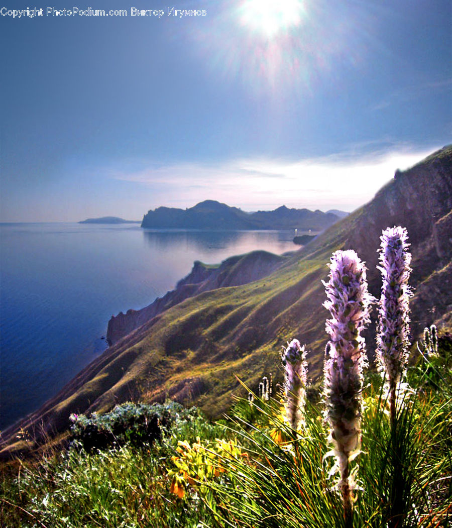 Flower, Lupin, Plant, Field, Grass, Grassland, Land