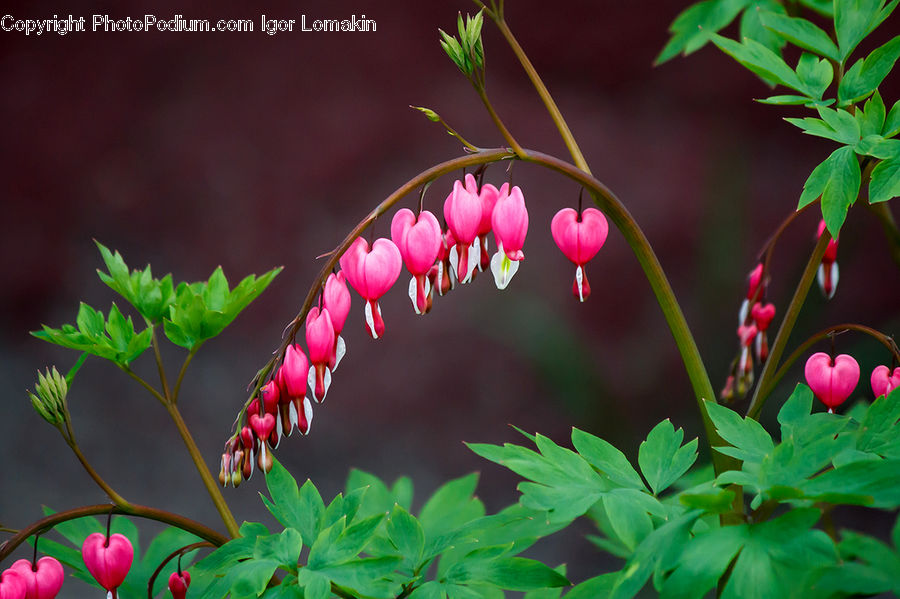 Plant, Weed, Heart, Blossom, Flora, Flower, Geranium