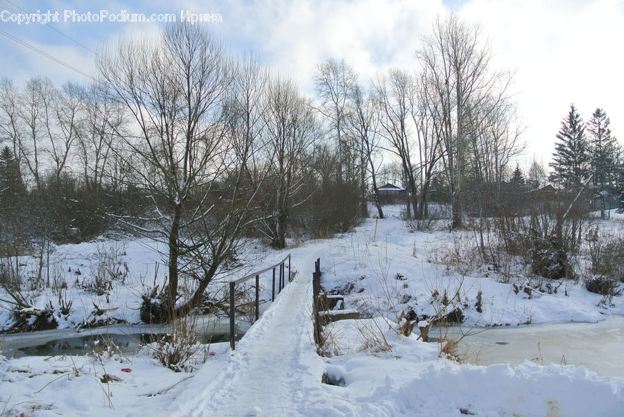 Ice, Outdoors, Snow, Conifer, Fir, Spruce, Wood